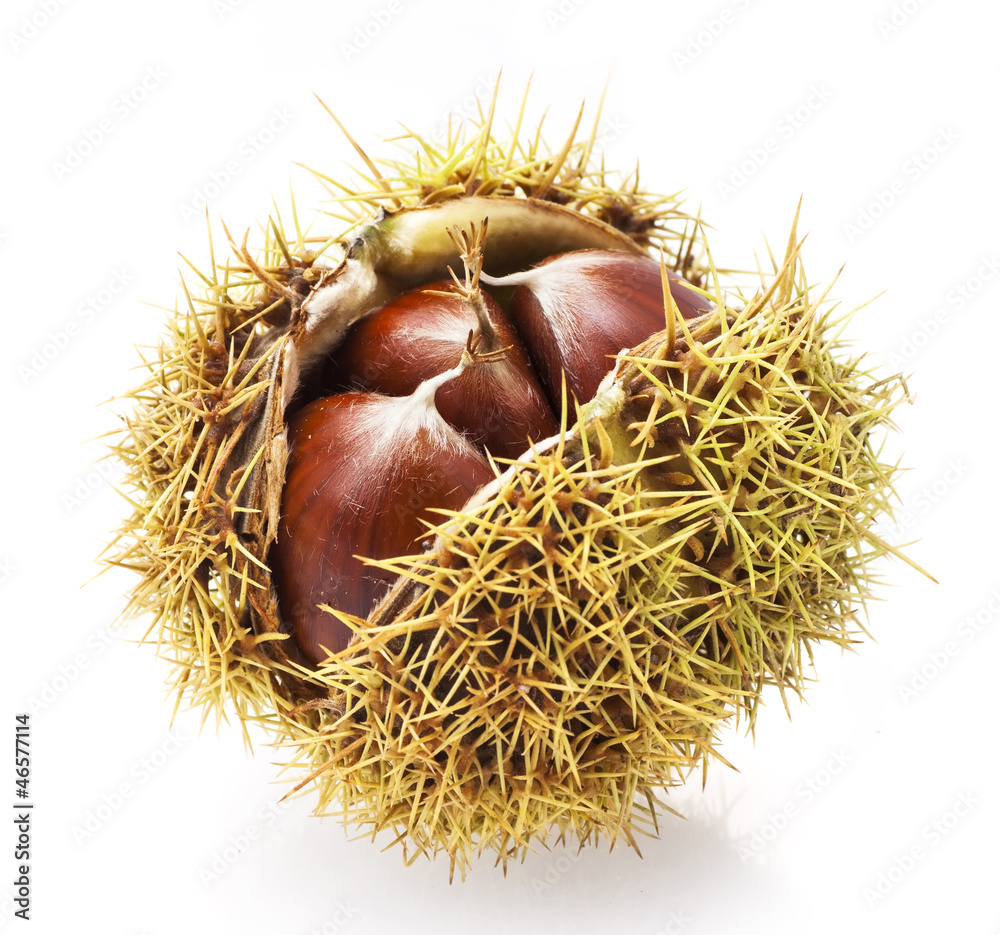 Parede class chestnuts, El Bierzo (Spain) isolated on white Parede class chestnuts, El Bierzo (Spain) isolated on white