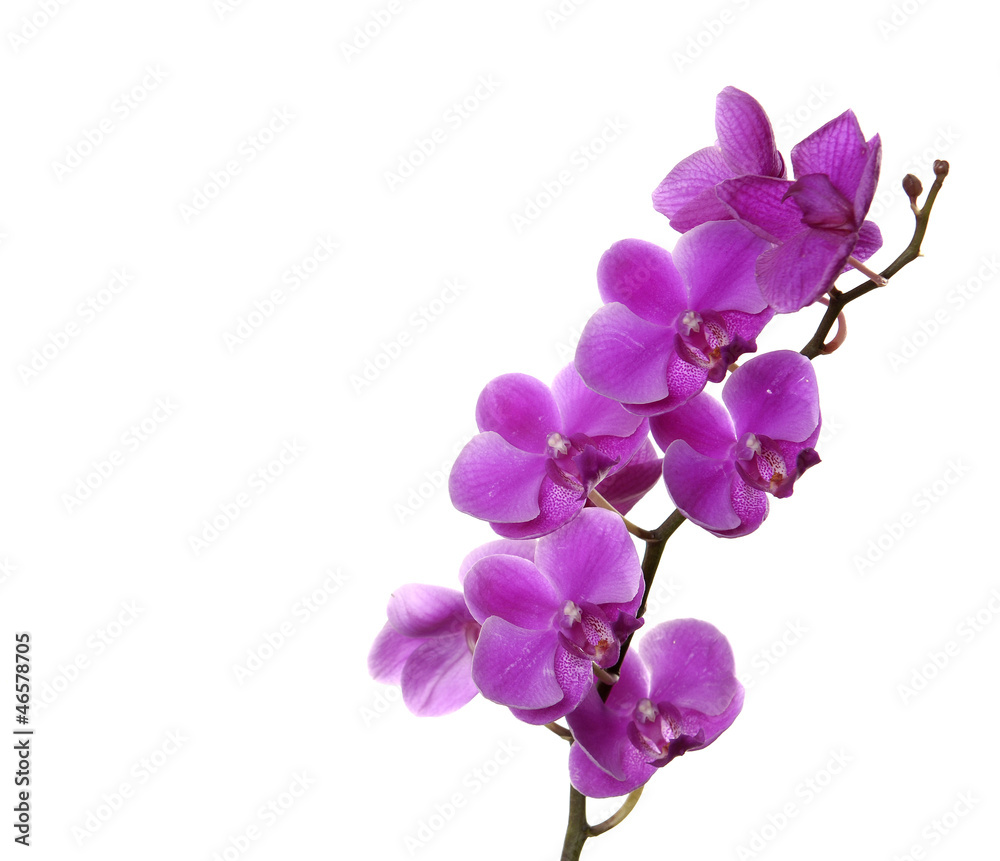 Branch of pink Orchid plenty to space for text Branch of pink Orchid plenty to space for text