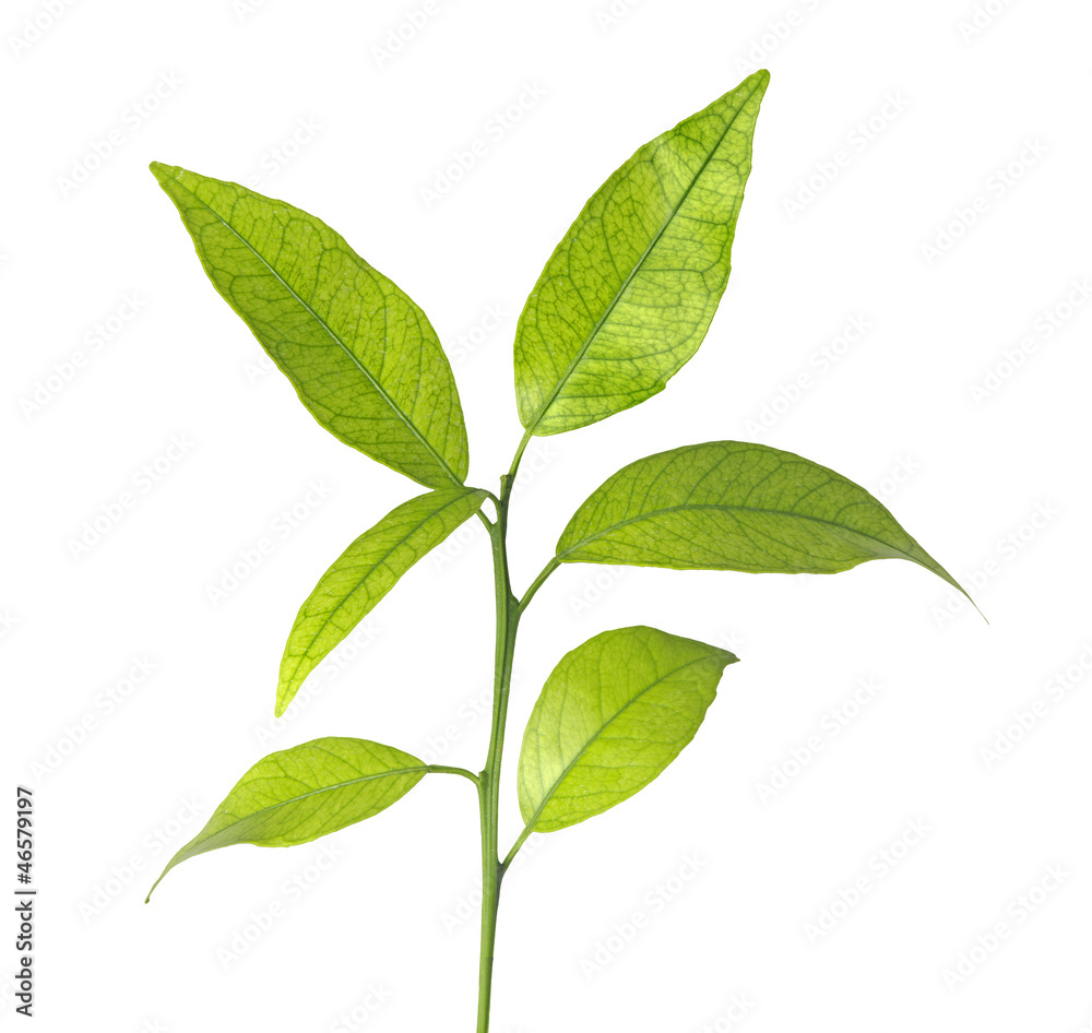 Fototapeta premium citrus sapling