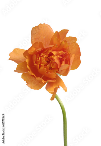 Orange ranunculus flower