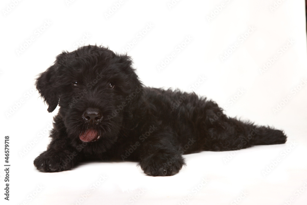 Little Black Russian Terrier Puppy on White Background