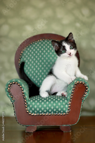 Little Kitten Sitting in a Chair © Katrina Brown