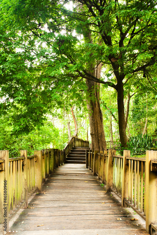 Naklejka premium Schody do dżungli, park narodowy, Chiang mai, Tajlandia