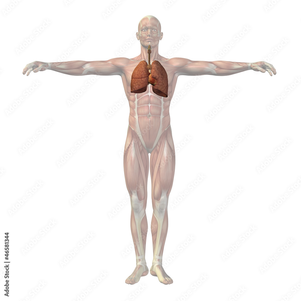 High resolution conceptual human 3D respiratory system High resolution conceptual human 3D respiratory system