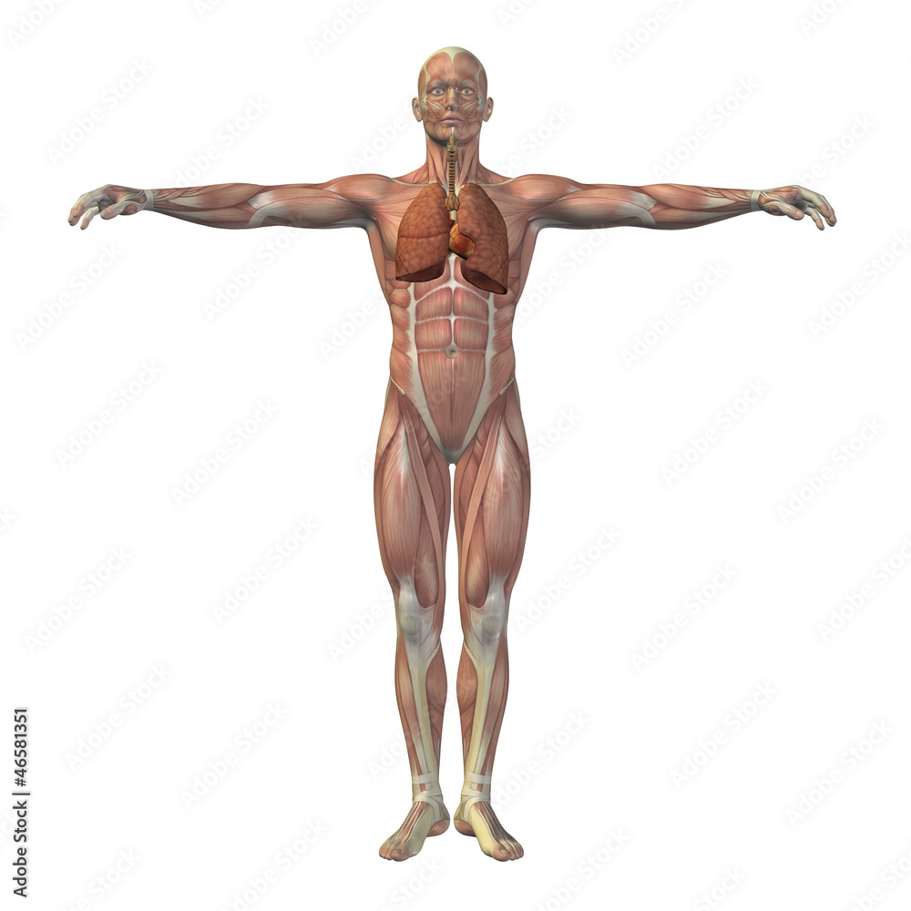 High resolution conceptual human 3D respiratory system High resolution conceptual human 3D respiratory system