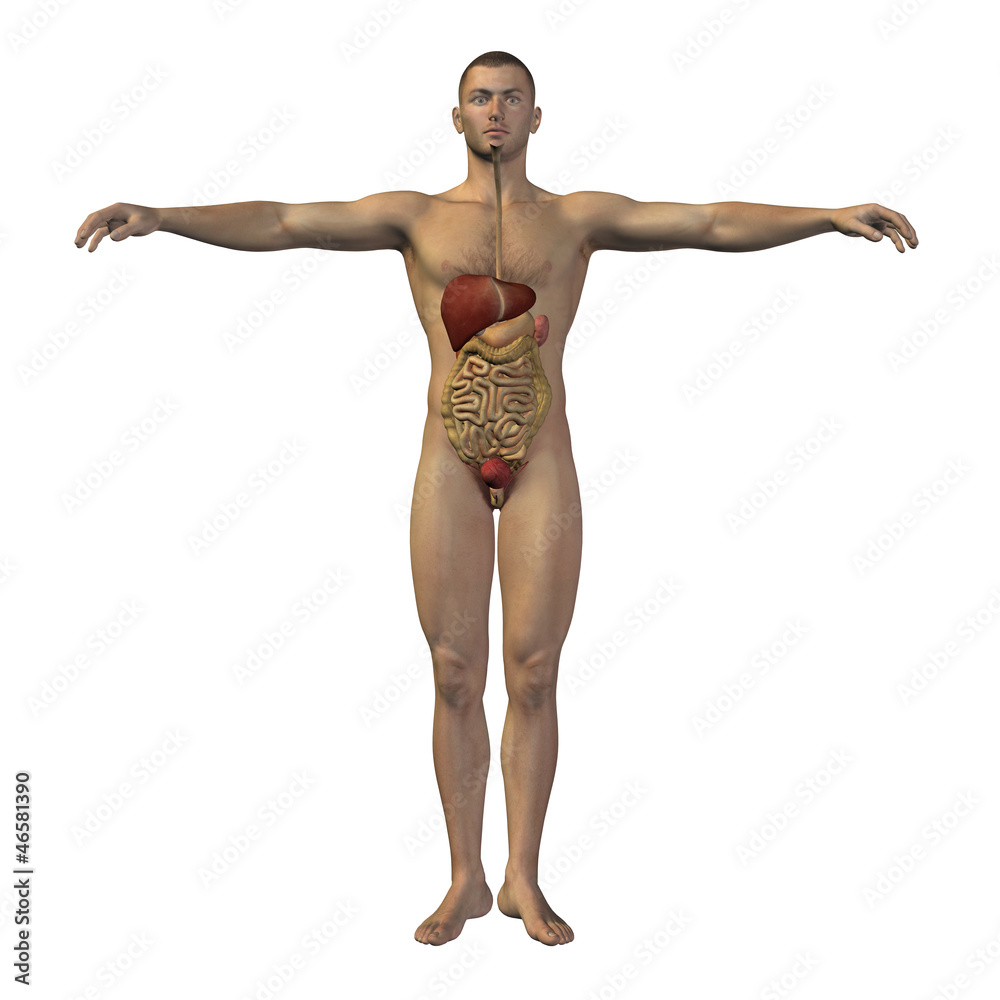 High resolution conceptual human 3D digestive system High resolution conceptual human 3D digestive system