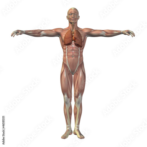 High resolution conceptual human 3D respiratory system