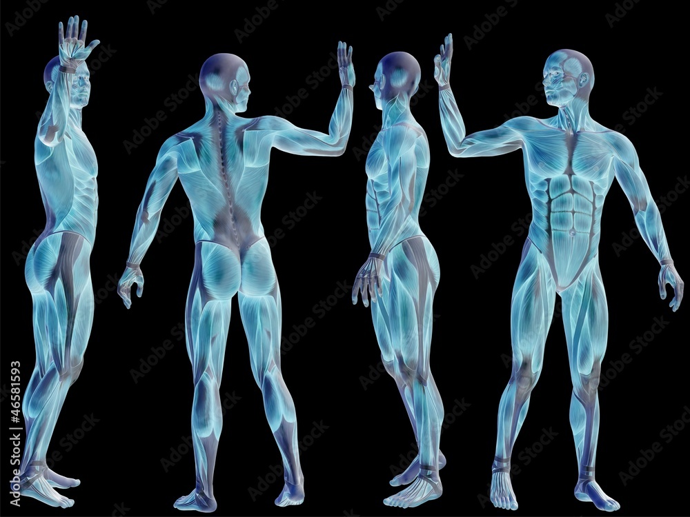 High resolution conceptual human 3D anatomy body with muscle High resolution conceptual human 3D anatomy body with muscle