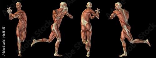 High resolution conceptual human 3D anatomy body with muscle