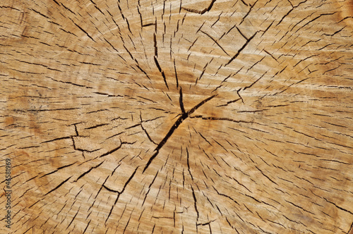 Cutted tree trunk wood texture