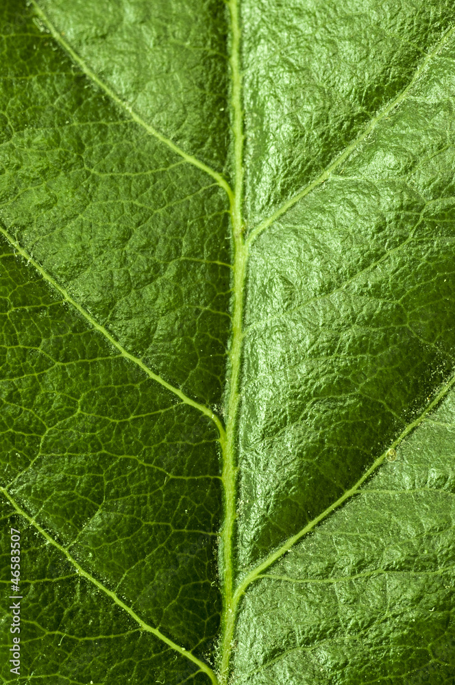 Obraz premium Foglia