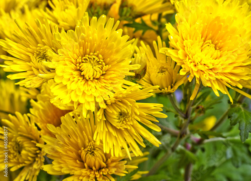 Chrysanthemums © Koufax73