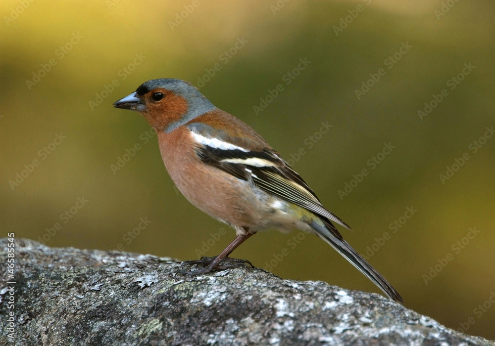 Fototapeta premium Pinson des arbres