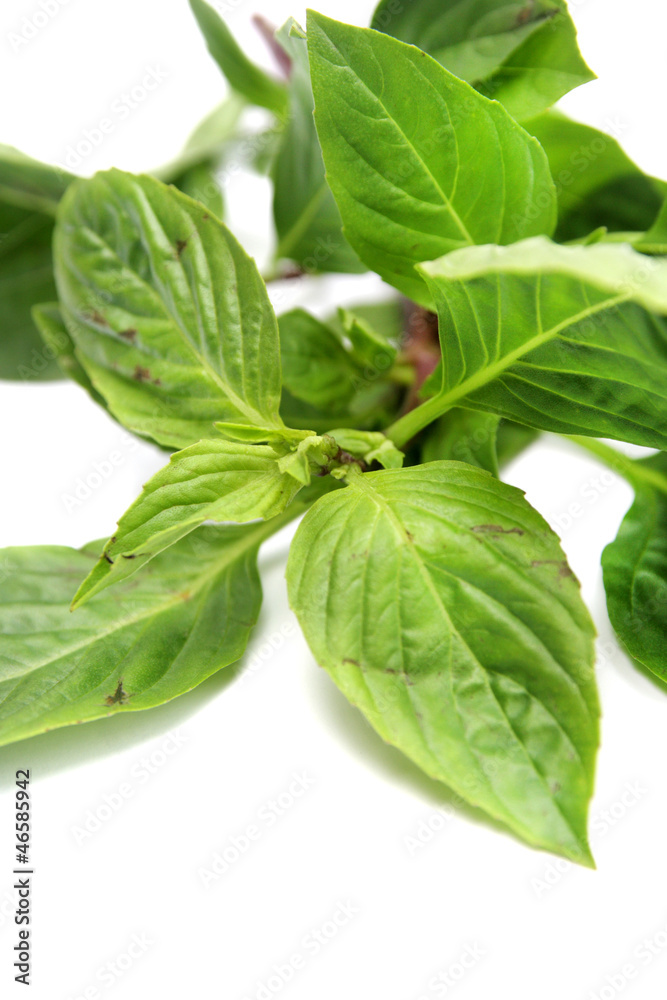 fresh Sweet Basil isolated on white background fresh Sweet Basil isolated on white background