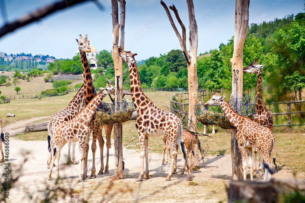 Fototapeta premium Feeding Time For Giraffes