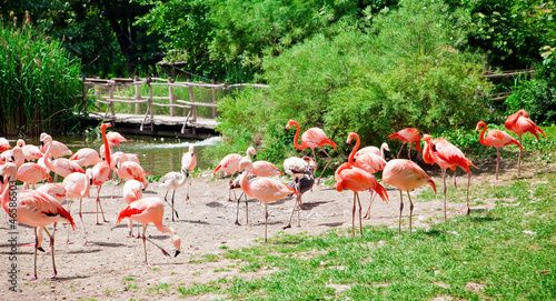 Flock Of Pink Flamingo