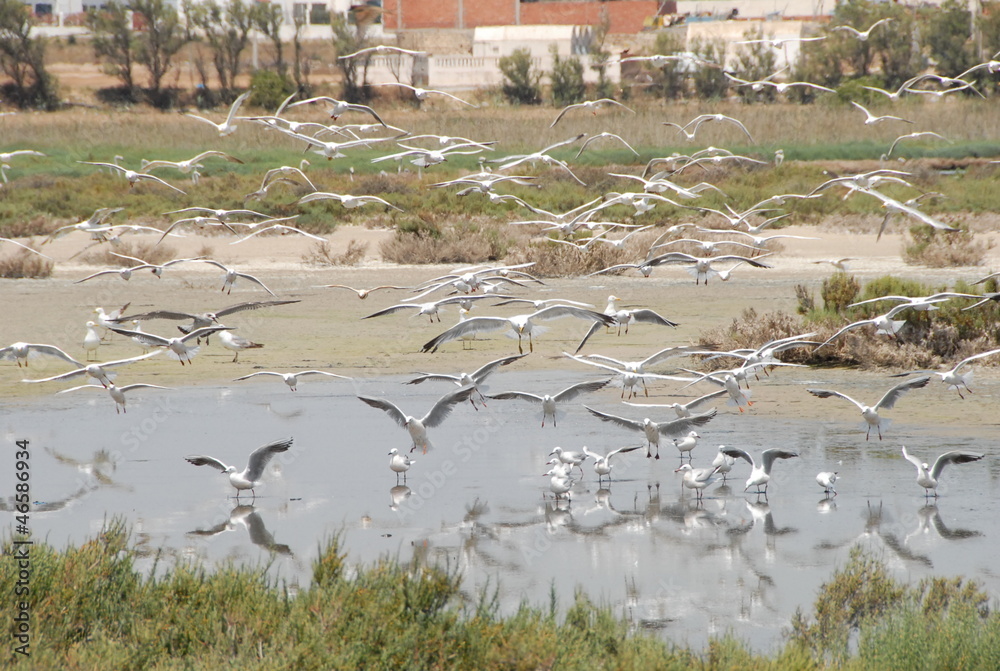Fototapeta premium réserve ornithologique lagune de Korba 2