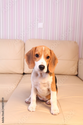 Female Beagle puppy on a white leather sofa