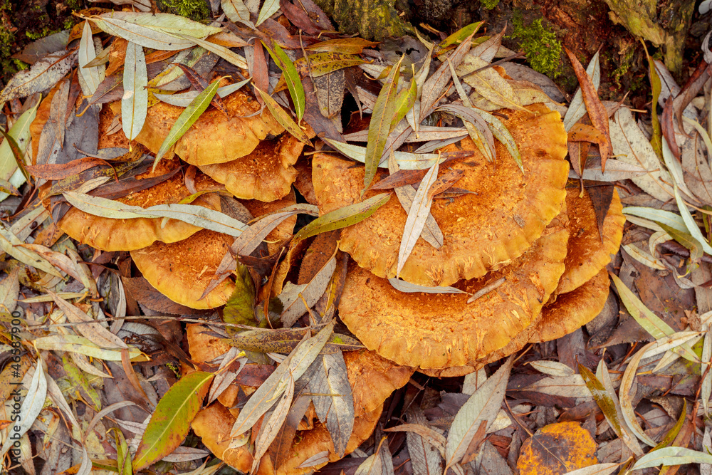 autumn mushroom autumn mushroom