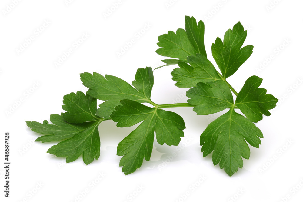 Parsley Parsley