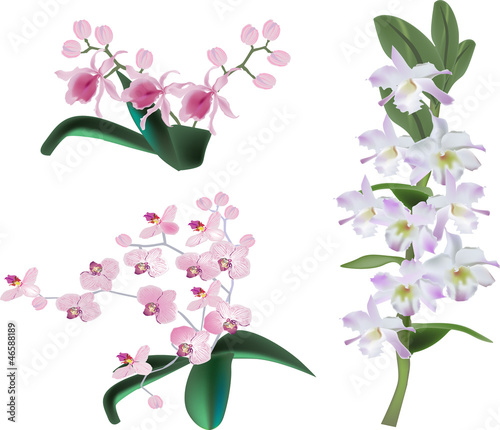 light color orchid flowers on white