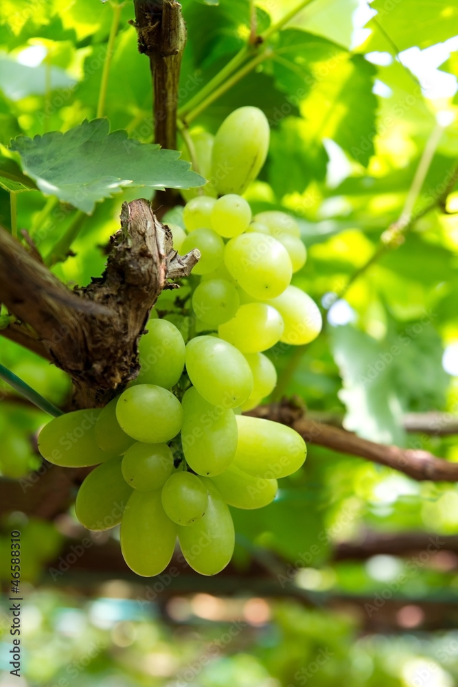 Green grapes Green grapes