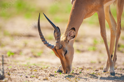 Impala photo