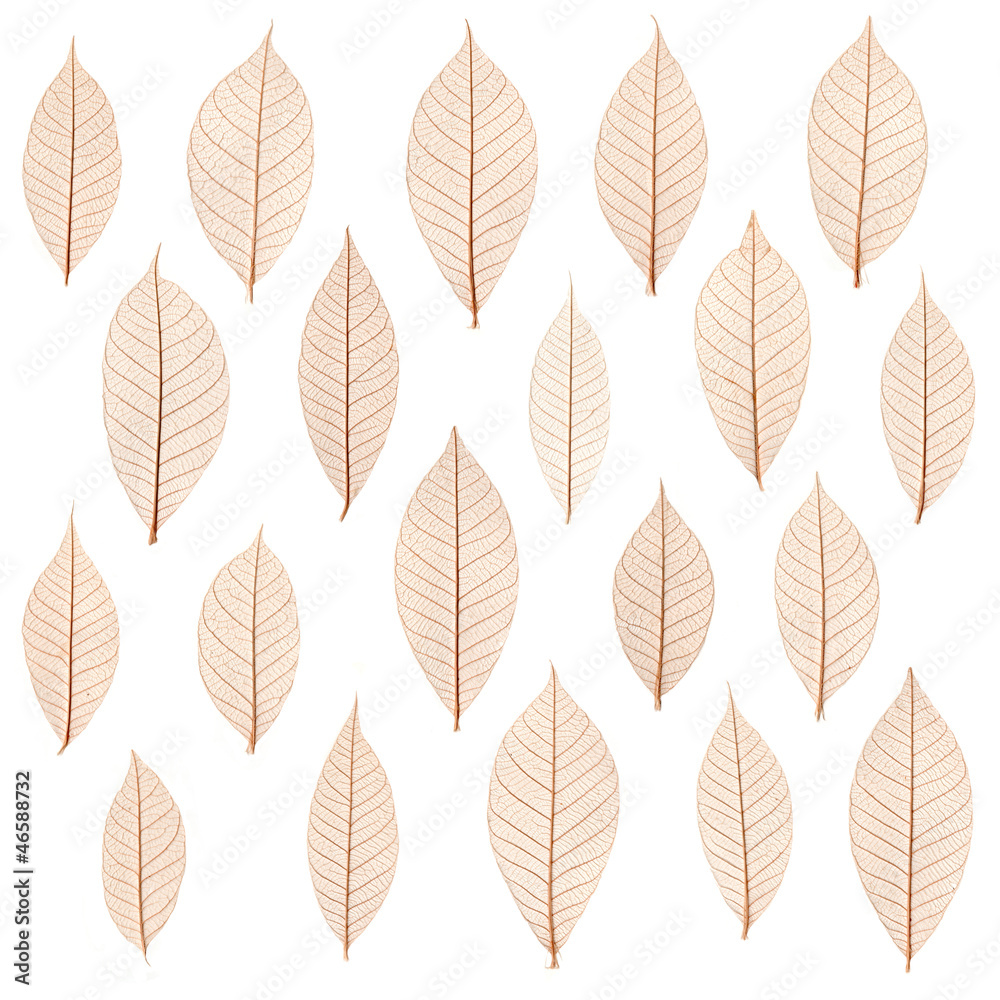 transparent leaf transparent leaf