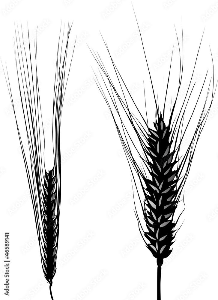 barley and wheat ear isolated silhouettes Stock Vector | Adobe Stock