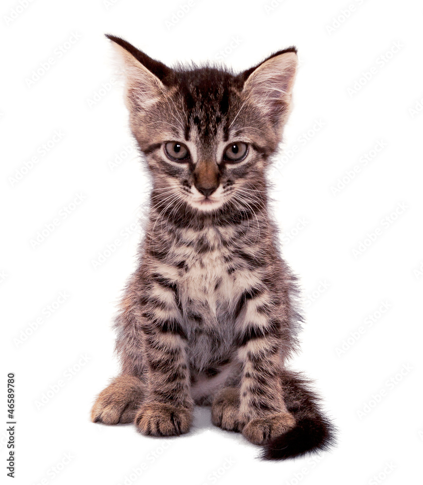 gray striped kitten with a clever grimace