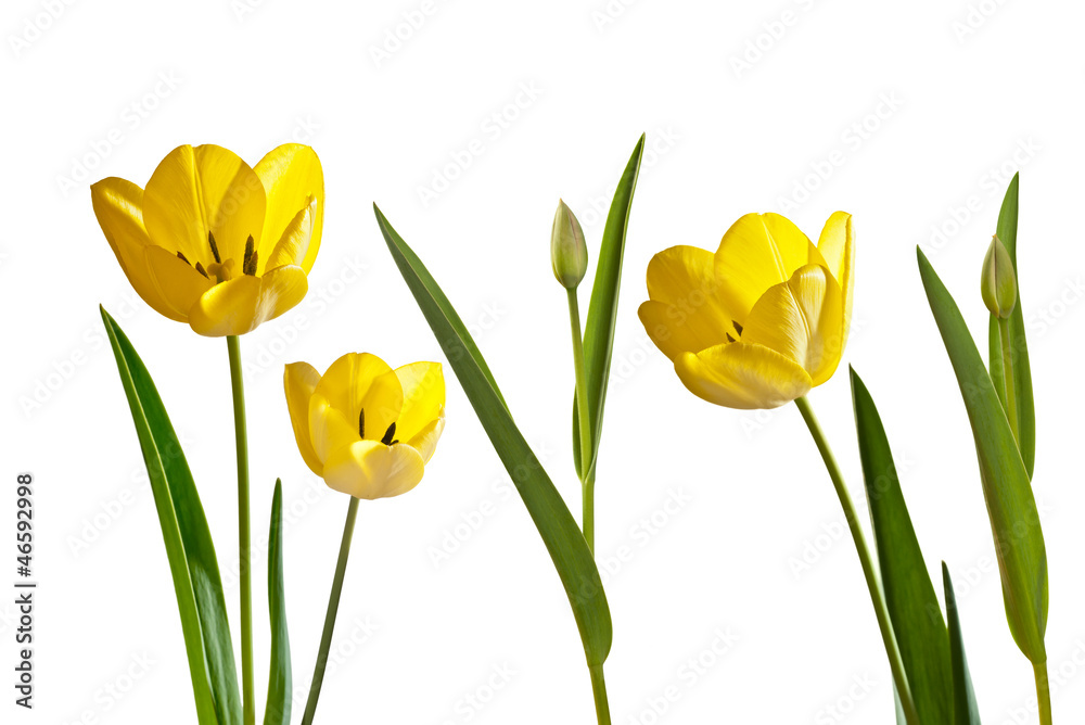 Obraz premium tulips