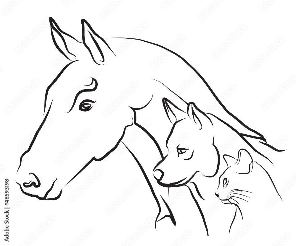 Fototapeta premium vétérinaire pour carnés et animaux de compagnie