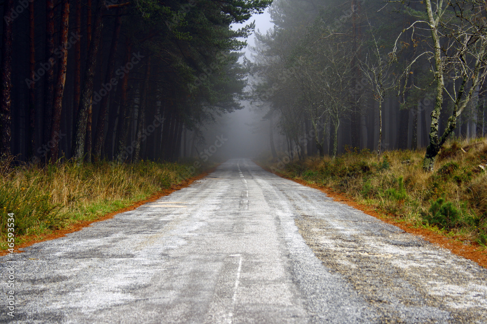 Fototapeta premium Forest Road