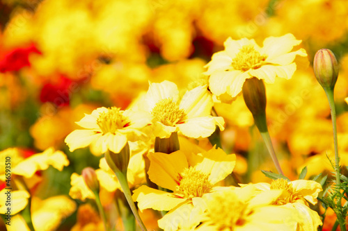 chrysanthemums