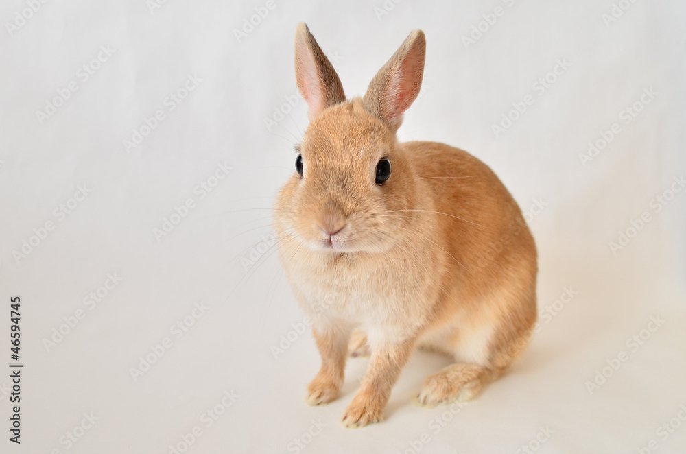 うさぎ うさぎ