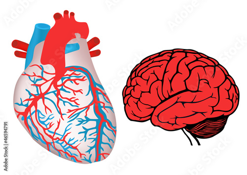 human heart and brain