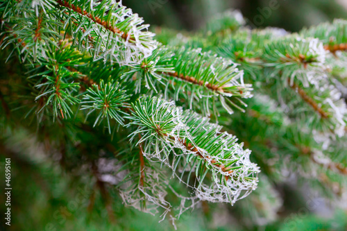 Branch of fir tree with rime