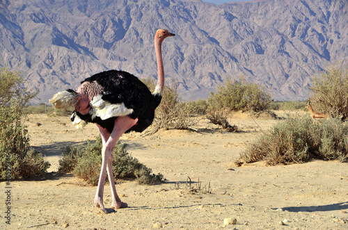 Male of African ostrich (Struthio camelus)