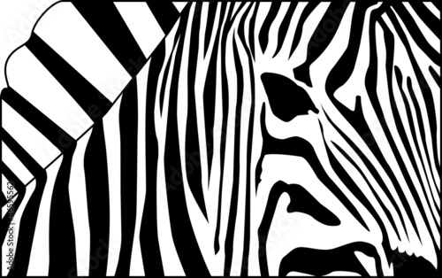zebra