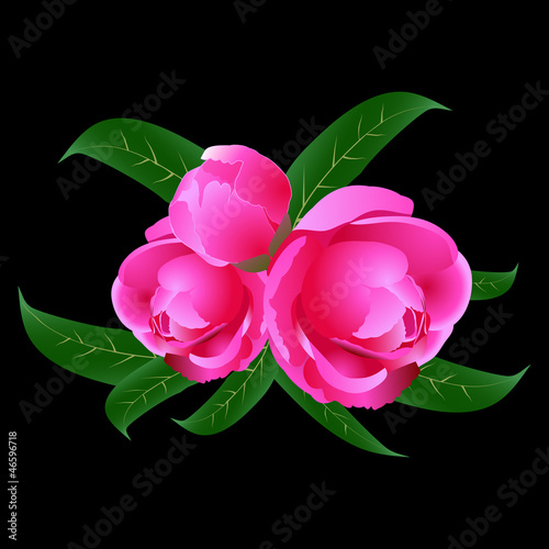 peonies on a black background
