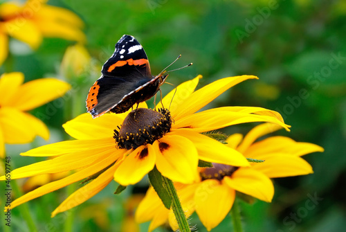 The butterfly on yellow flower #46597748