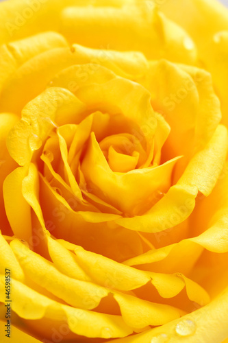 Beautiful yellow rose closeup