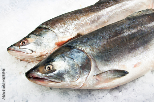 Atlantic Salmon