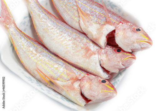 Red snapper fish isolated on white background