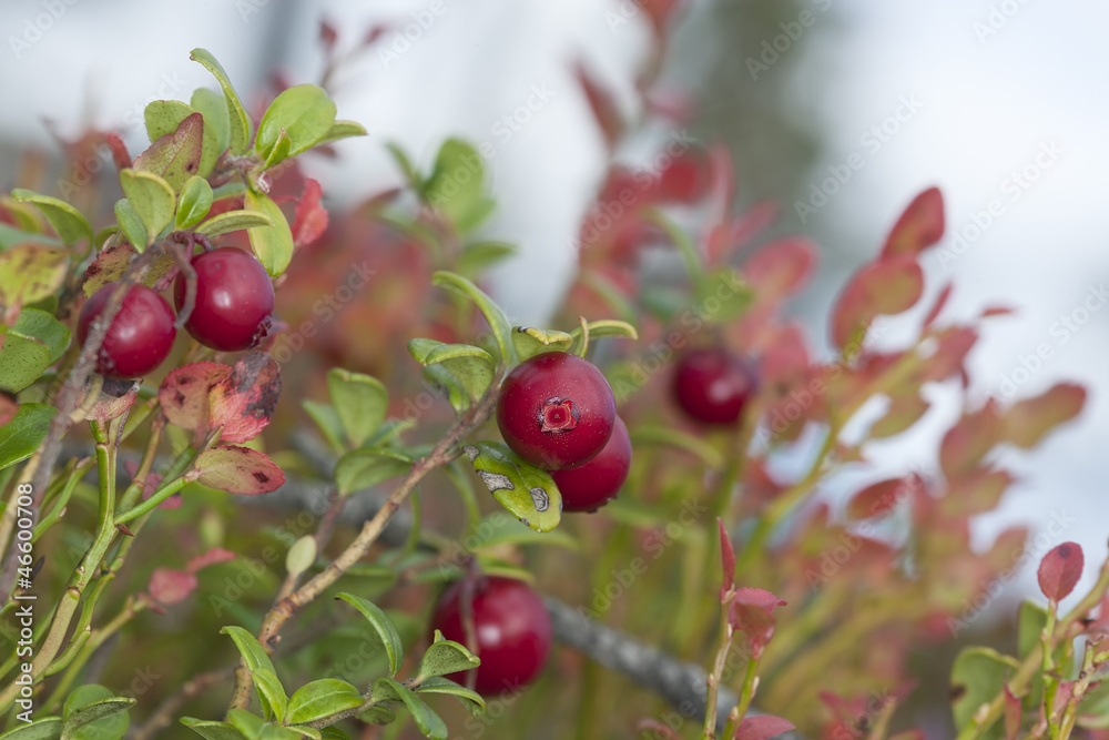 Cowberries or lingonberries, vibrant photo