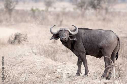 Wild African Buffalo photo