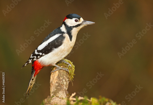 Greater spotted woodpecker on mossy branch © Natureimmortal