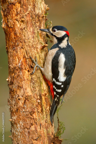Greater spotted woodpecker climbing tree