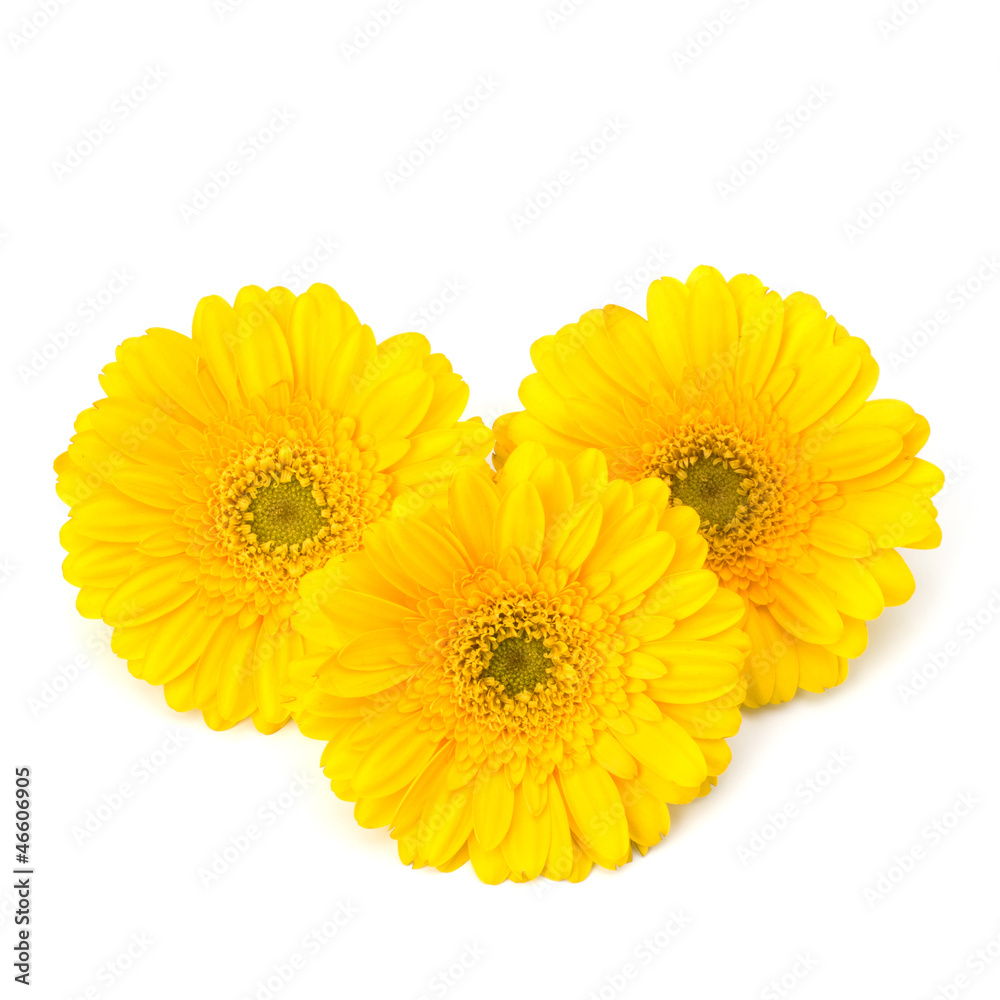 Beautiful daisy gerbera flowers Beautiful daisy gerbera flowers