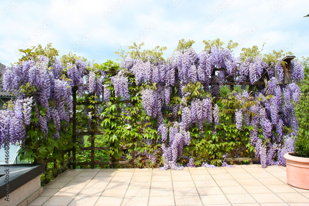 Schwarzugige Susanne - Samen 5 Samen Chinesischer Blauregen, Wisteria  Sinensis, Bltentrauben Weie Wisteria